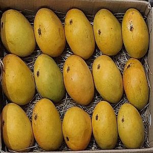 A Grade Fresh Alphonso Mango