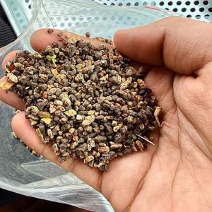 Black Cardamom Seeds
