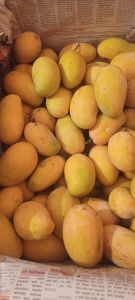 Fresh Kesar Mango