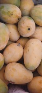 Organic Kesar Mango