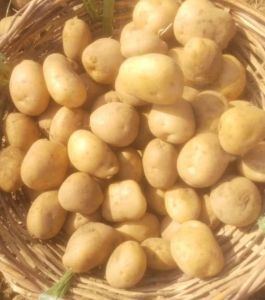 A Grade Fresh Baby Potato
