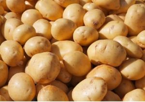 Brown A Grade Kufri Pukhraj Potato