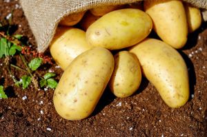 White Frysona Potato