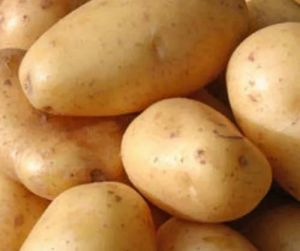 Yellow Chipsona Potato for Chips