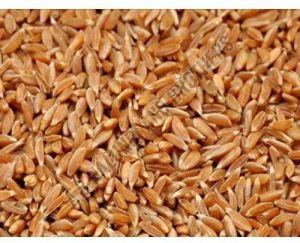 Whole Samba Wheat Grain