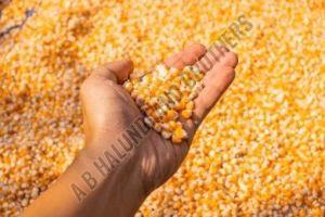 Yellow Raw Maize