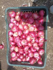 Organic Fresh Onion