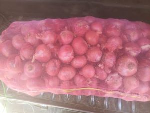 Organic Fresh Onion