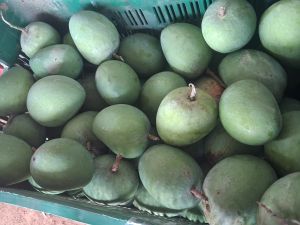 Fresh Alphonso Mango