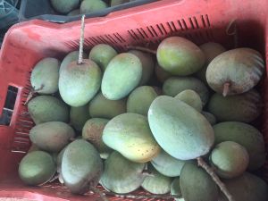 Fresh Alphonso Mango