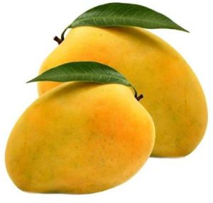 Fresh Alphonso Mango