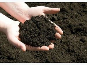 Cow Dung Manure