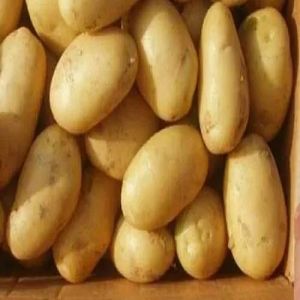 A Grade Fresh Pahadi Potato
