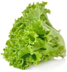 Fresh Green Lollo Rosso Lettuce
