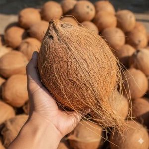 Semi Husked Coconut