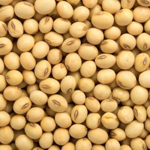 Bold Soybean Seeds