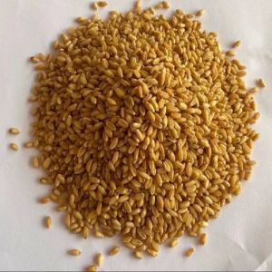 Durum Wheat Seeds
