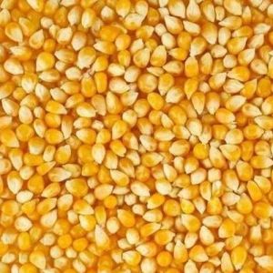 Hybrid Maize Seeds