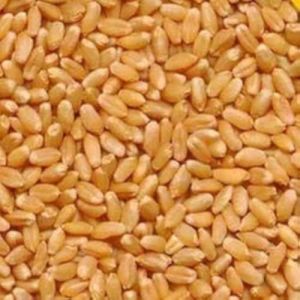 Milling Wheat Seeds