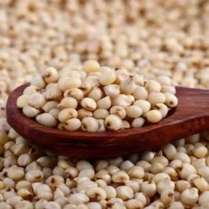Premium Sorghum Seeds
