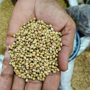 Scooter Coriander Seeds