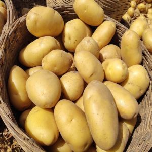 Fresh Deesa Potato