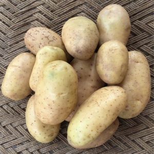 Fresh Kufri Potato
