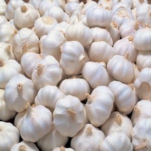 Fresh Natural Garlic