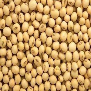 Organic Soyabean Seeds