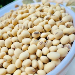 Natural Soyabean Seeds