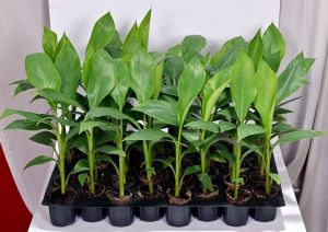 Banana Tissue Culture Plant