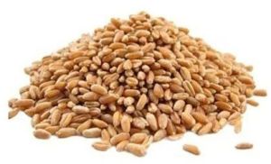Brown Indian Whole Wheat