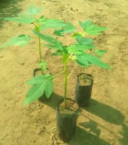 Hybrid Papaya Plant