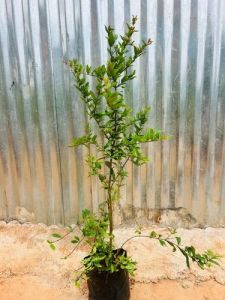 Pomegranate Plant
