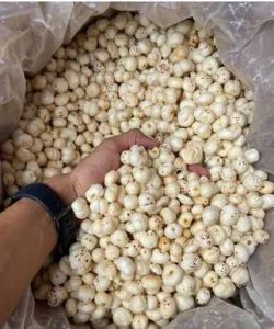 Medium Size Phool Makhana