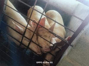 White Big Male Pig