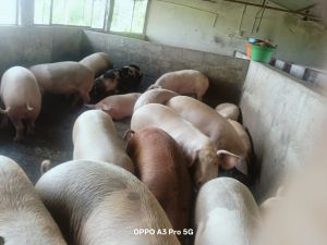 Large White Yorkshire Pig