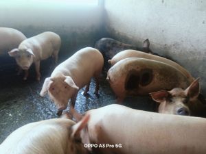 Large White Yorkshire Pig