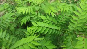 Ayurveda Curry Leaf Powder