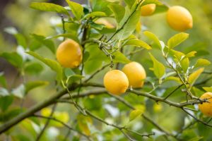 Ayurveda Lemon Powder