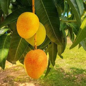 Ayurveda Mango Seeds Powder