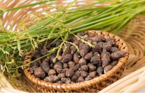 Ayurveda Nagarmotha Powder