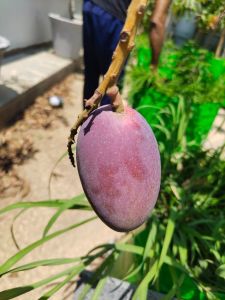 Fresh Miyazaki Mango