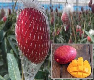 A Grade Miyazaki Mango