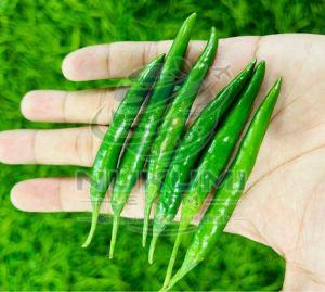 Bhavnagri Green Chilli