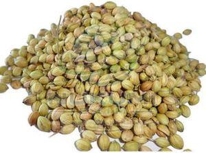 Dried Coriander Seeds