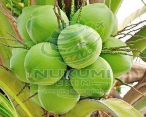 Fresh Tender Coconut