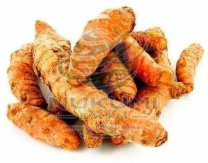 Fresh Turmeric Finger