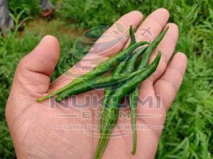 G4 Green Chilli