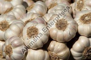 Fresh Garlic